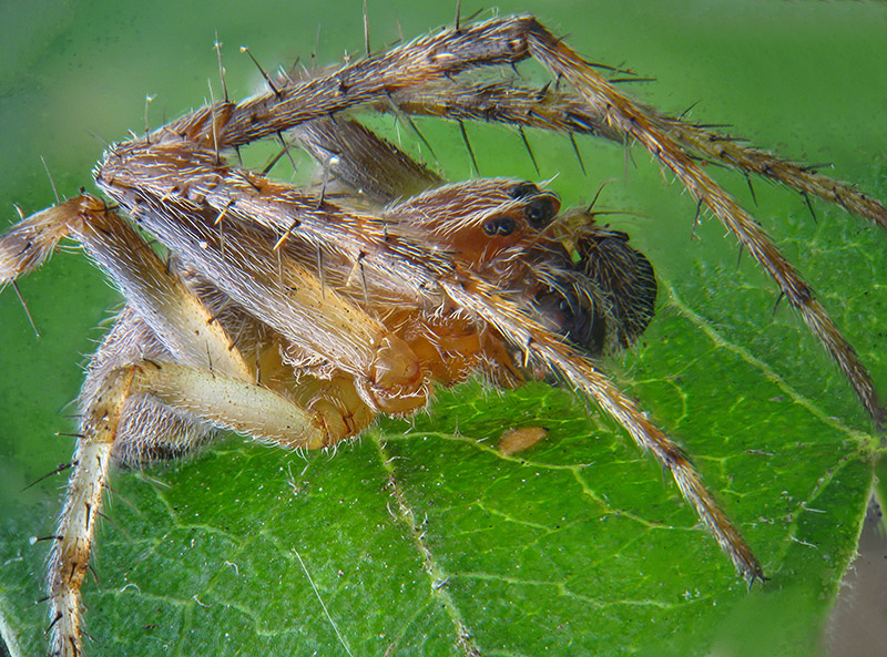 Maschietto di  Larinioides sp. - Bardello (VA)